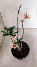 Planta Simples 3400 – 30cm – 02 anos - Imagem 6