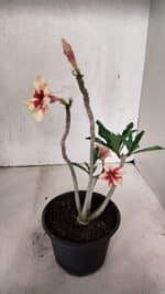 Planta Simples 3400 – 30cm – 02 anos - Imagem 5