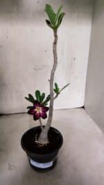 Planta Simples 3401 – 35cm – 03 anos - Imagem 2