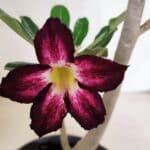 Planta Simples 3401 – 35cm – 03 anos