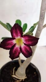 Planta Simples 3401 – 35cm – 03 anos