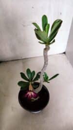 Planta Simples 3401 – 35cm – 03 anos - Imagem 7