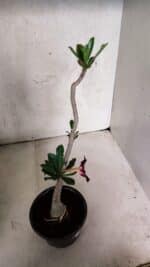 Planta Simples 3401 – 35cm – 03 anos - Imagem 6