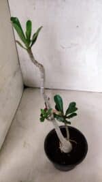 Planta Simples 3401 – 35cm – 03 anos - Imagem 5