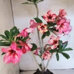 Planta Simples 3402 – 35cm – 03 anos