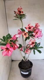 Planta Simples 3402 – 35cm – 03 anos