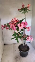 Planta Simples 3402 – 35cm – 03 anos - Imagem 7