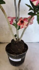 Planta Simples 3402 – 35cm – 03 anos - Imagem 11