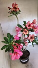 Planta Simples 3402 – 35cm – 03 anos - Imagem 6