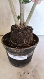 Planta Simples 3402 – 35cm – 03 anos - Imagem 10