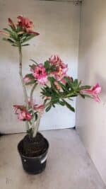 Planta Simples 3402 – 35cm – 03 anos - Imagem 9