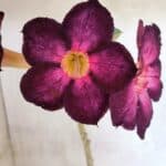 Planta Simples 3403 – 30cm – 02 anos