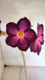 Planta Simples 3403 – 30cm – 02 anos