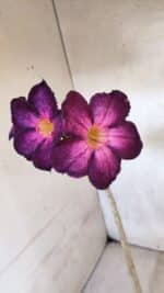 Planta Simples 3403 – 30cm – 02 anos - Imagem 4