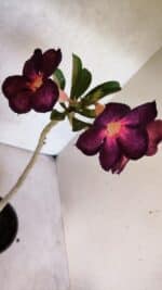 Planta Simples 3403 – 30cm – 02 anos - Imagem 5