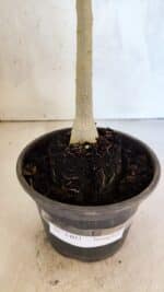 Planta Simples 3403 – 30cm – 02 anos - Imagem 8