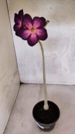 Planta Simples 3403 – 30cm – 02 anos - Imagem 7