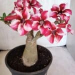 Planta Simples 3404 – 30cm – 03 anos