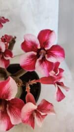 Planta Simples 3404 – 30cm – 03 anos - Imagem 3