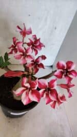 Planta Simples 3404 – 30cm – 03 anos - Imagem 5