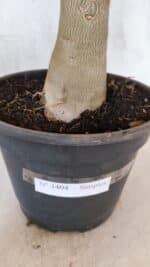 Planta Simples 3404 – 30cm – 03 anos - Imagem 8