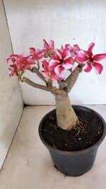 Planta Simples 3404 – 30cm – 03 anos - Imagem 6