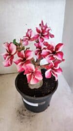 Planta Simples 3404 – 30cm – 03 anos - Imagem 4