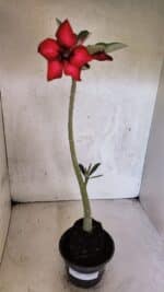 Planta Simples 3405 – 30cm – 02 anos - Imagem 2