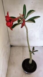 Planta Simples 3405 – 30cm – 02 anos - Imagem 5