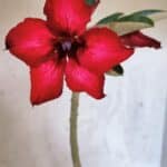 Planta Simples 3405 – 30cm – 02 anos