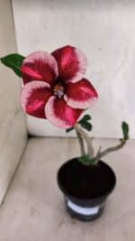 Planta Simples 3406 – 30cm – 02 anos - Imagem 2