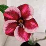 Planta Simples 3406 – 30cm – 02 anos