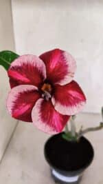 Planta Simples 3406 – 30cm – 02 anos