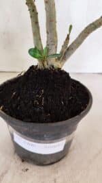 Planta Simples 3406 – 30cm – 02 anos - Imagem 6