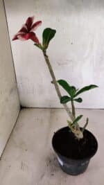 Planta Simples 3406 – 30cm – 02 anos - Imagem 5