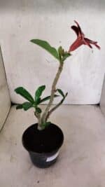 Planta Simples 3406 – 30cm – 02 anos - Imagem 4