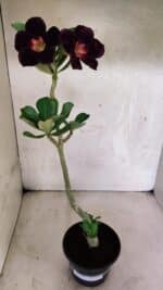 Planta Simples 3407 – 30cm – 02 anos - Imagem 2