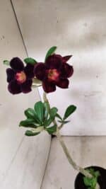 Planta Simples 3407 – 30cm – 02 anos