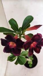 Planta Simples 3407 – 30cm – 02 anos - Imagem 4