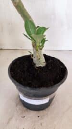 Planta Simples 3407 – 30cm – 02 anos - Imagem 7