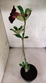 Planta Simples 3407 – 30cm – 02 anos - Imagem 6