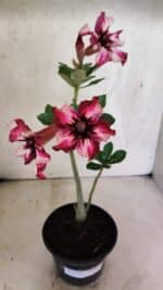 Planta Simples 3408 – 30cm – 02 anos - Imagem 2