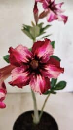 Planta Simples 3408 – 30cm – 02 anos