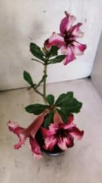 Planta Simples 3408 – 30cm – 02 anos - Imagem 4