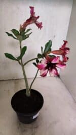 Planta Simples 3408 – 30cm – 02 anos - Imagem 5