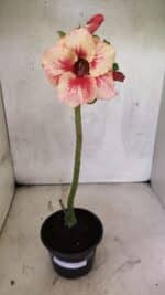 Planta Simples 3410 – 30cm – 02 anos - Imagem 2