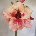 Planta Simples 3410 – 30cm – 02 anos