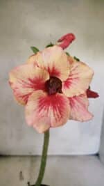 Planta Simples 3410 – 30cm – 02 anos