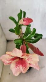 Planta Simples 3410 – 30cm – 02 anos - Imagem 4