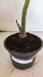 Planta Simples 3410 – 30cm – 02 anos - Imagem 6